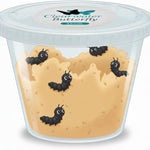Clearwater Butterfly Painted Lady Butterflies - 10 Live Caterpillars to Butterflies - Caterpillars for Butterfly Kit - Mesh Cage Not Included - STEM Learning Live Butterfly Kit - 10 Count