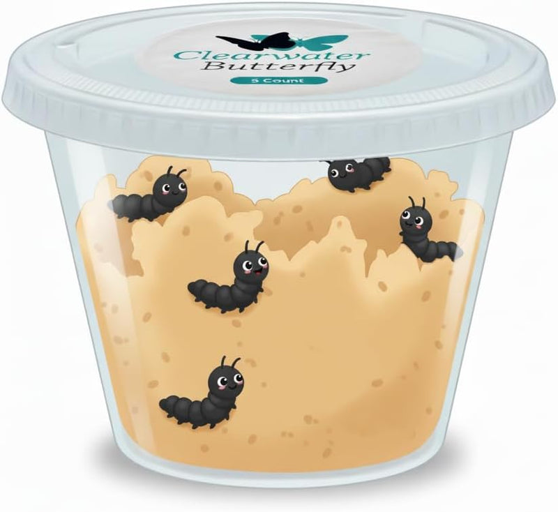 Clearwater Butterfly Painted Lady Butterflies - 10 Live Caterpillars to Butterflies - Caterpillars for Butterfly Kit - Mesh Cage Not Included - STEM Learning Live Butterfly Kit - 10 Count