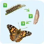 Insect Lore Raise and Release Butterfly Garden Kit - STEM-Accredited Butterfly Growing Kit for Kids, Classrooms, and Homeschool