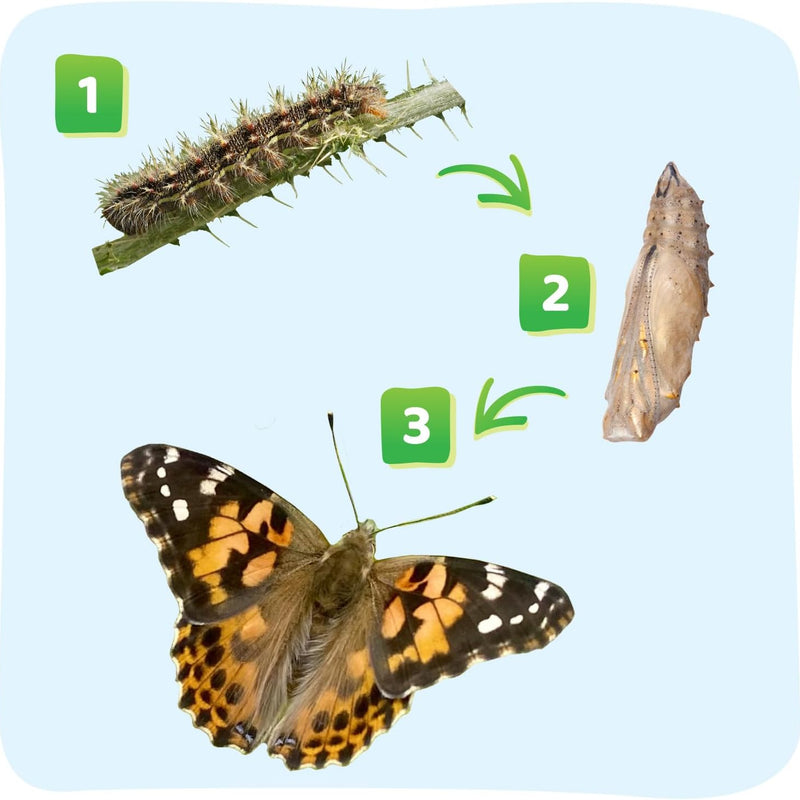 Insect Lore Raise and Release Butterfly Garden Kit - STEM-Accredited Butterfly Growing Kit for Kids, Classrooms, and Homeschool