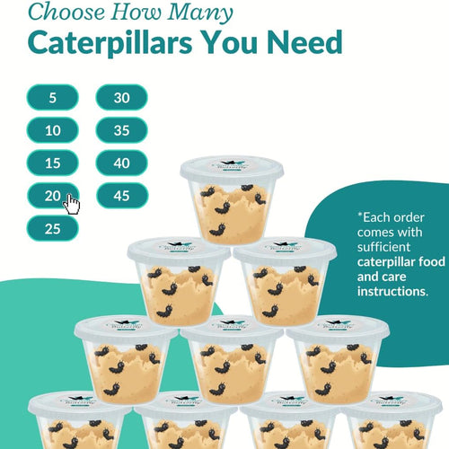 Clearwater Butterfly Painted Lady Caterpillars kit for students STEM learning with food and care instructions