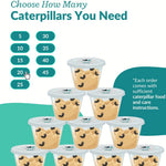 Clearwater Butterfly Painted Lady Caterpillars kit for students STEM learning with food and care instructions