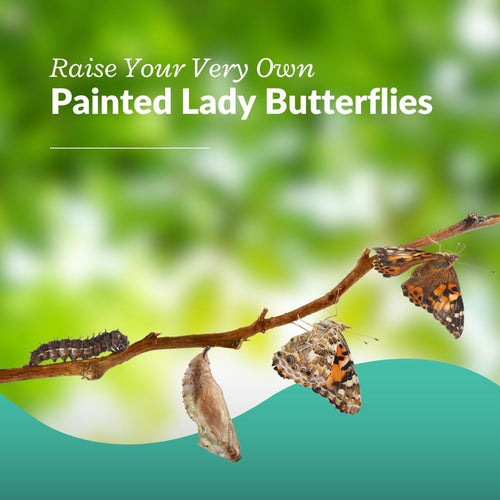 Clearwater Butterfly Painted Lady Caterpillars kit for students STEM learning with food and care instructions