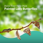 Clearwater Butterfly Painted Lady Caterpillars kit for students STEM learning with food and care instructions