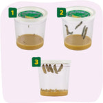 Insect Lore Painted Lady Caterpillars Refill Kit - 5 Live Caterpillars with Food