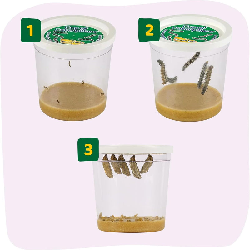 Insect Lore Painted Lady Caterpillars Refill Kit - 5 Live Caterpillars with Food