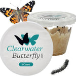 Clearwater Butterfly Painted Lady Butterflies - 10 Live Caterpillars to Butterflies - Caterpillars for Butterfly Kit - Mesh Cage Not Included - STEM Learning Live Butterfly Kit - 10 Count