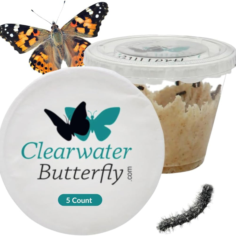 Clearwater Butterfly Painted Lady Butterflies - 10 Live Caterpillars to Butterflies - Caterpillars for Butterfly Kit - Mesh Cage Not Included - STEM Learning Live Butterfly Kit - 10 Count