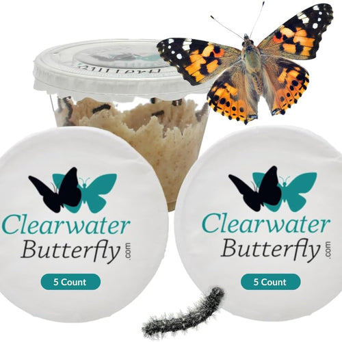 Clearwater Butterfly Painted Lady Butterflies - 10 Live Caterpillars to Butterflies - Caterpillars for Butterfly Kit - Mesh Cage Not Included - STEM Learning Live Butterfly Kit - 10 Count