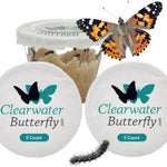 Clearwater Butterfly Painted Lady Butterflies - 10 Live Caterpillars to Butterflies - Caterpillars for Butterfly Kit - Mesh Cage Not Included - STEM Learning Live Butterfly Kit - 10 Count