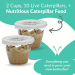 Clearwater Butterfly Painted Lady Butterflies - 10 Live Caterpillars to Butterflies - Caterpillars for Butterfly Kit - Mesh Cage Not Included - STEM Learning Live Butterfly Kit - 10 Count