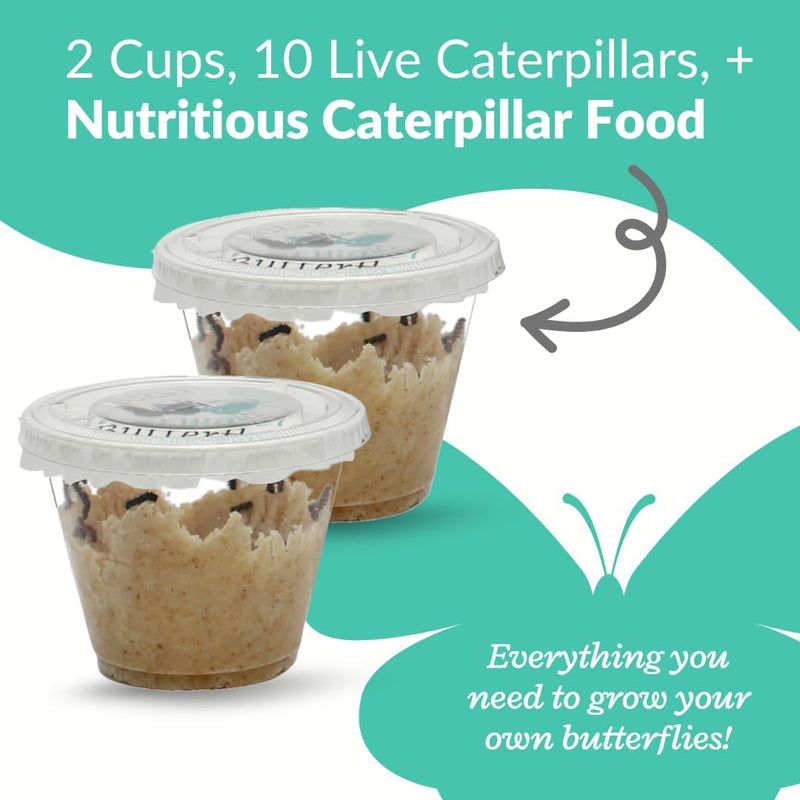 Clearwater Butterfly Painted Lady Butterflies - 10 Live Caterpillars to Butterflies - Caterpillars for Butterfly Kit - Mesh Cage Not Included - STEM Learning Live Butterfly Kit - 10 Count