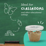 Clearwater Butterfly Painted Lady Caterpillars kit for students STEM learning with food and care instructions