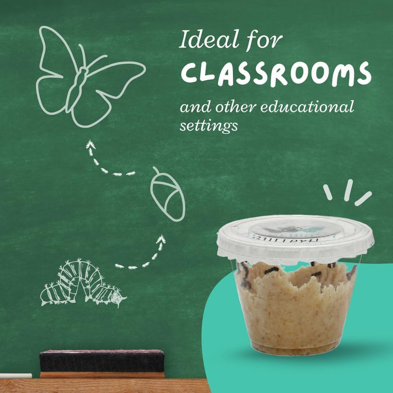 Clearwater Butterfly Painted Lady Caterpillars kit for students STEM learning with food and care instructions