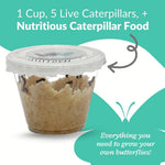 Clearwater Butterfly Painted Lady Caterpillars kit for students STEM learning with food and care instructions