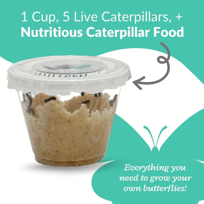 Clearwater Butterfly Painted Lady Caterpillars kit for students STEM learning with food and care instructions