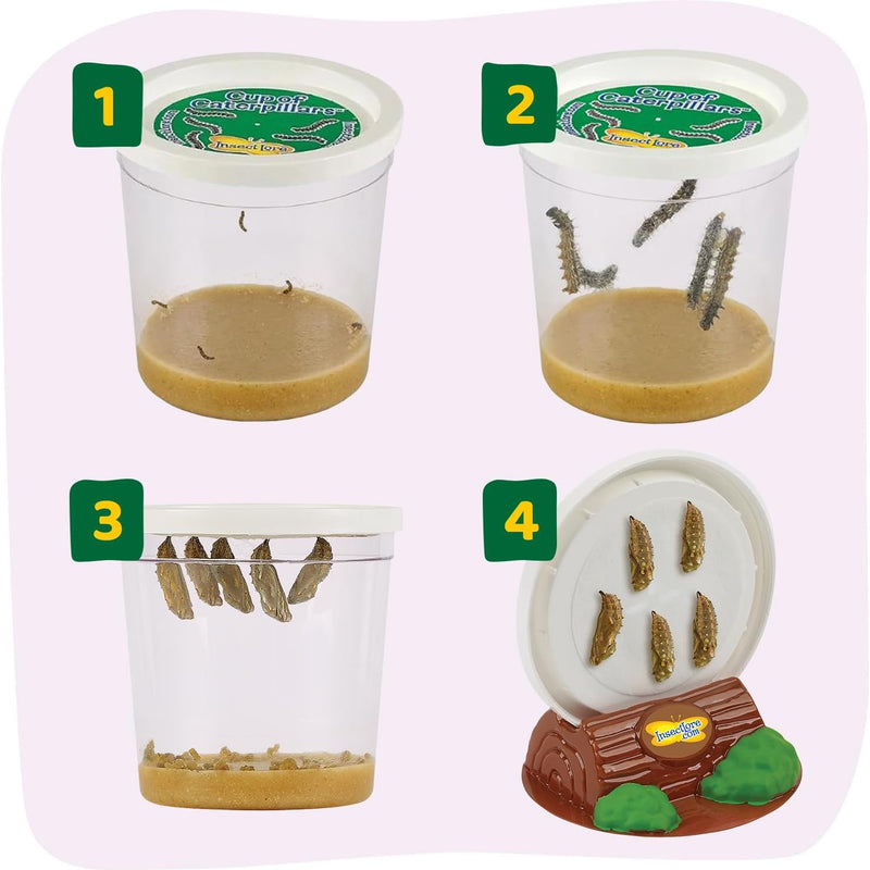 Insect Lore Painted Lady Butterfly Garden with 10 Live Baby Caterpillars and STEM Journal