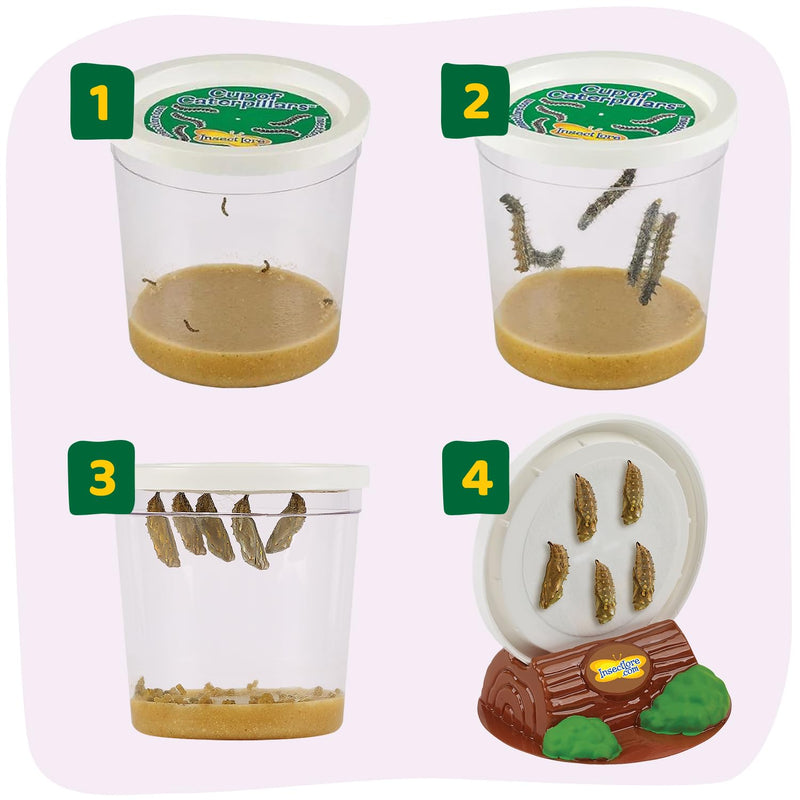 Insect Lore Painted Lady Caterpillars - Live Refill for Butterfly Garden Kit STEM Learning
