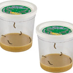 Insect Lore Painted Lady Caterpillars Refill Kit - 5 Live Caterpillars with Food