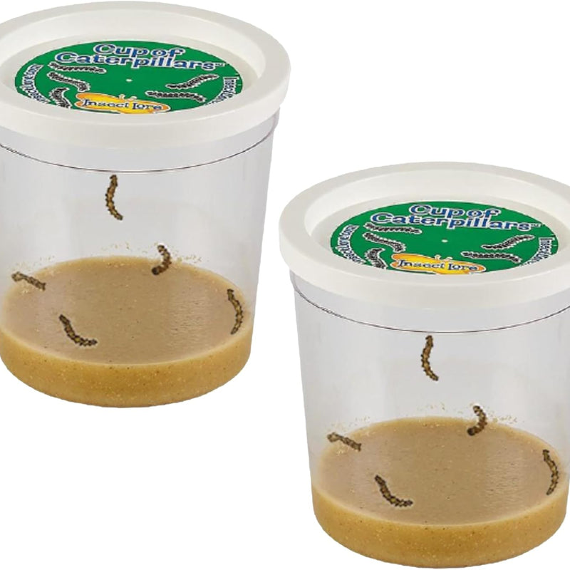 Insect Lore Painted Lady Caterpillars Refill Kit - 5 Live Caterpillars with Food