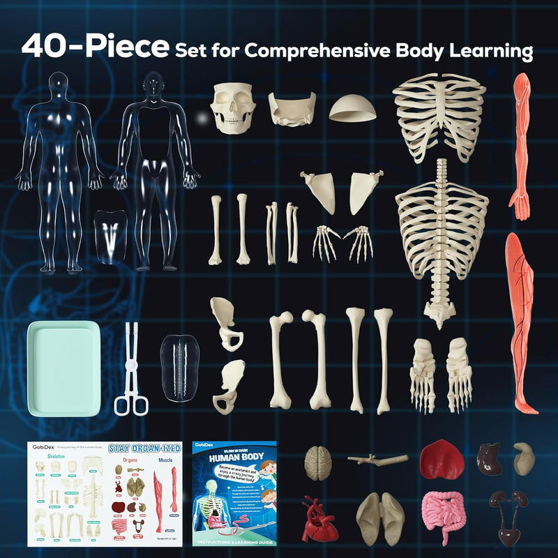 GobiDex 40-Piece Anatomy Figure, Glow-in-the-Dark Bones, STEM Educational Toy for Kids Ages 8+