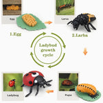 Montessori learning toys for kids, life cycle figurines, 3D objects, educational gift for 3-5 year olds