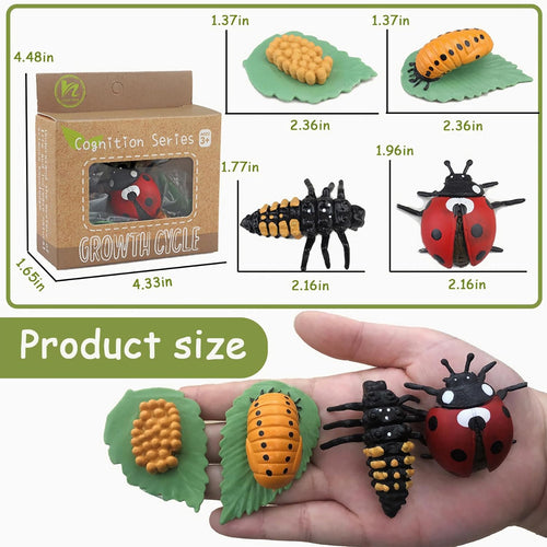 Montessori learning toys for kids, life cycle figurines, 3D objects, educational gift for 3-5 year olds