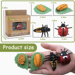 Montessori learning toys for kids, life cycle figurines, 3D objects, educational gift for 3-5 year olds