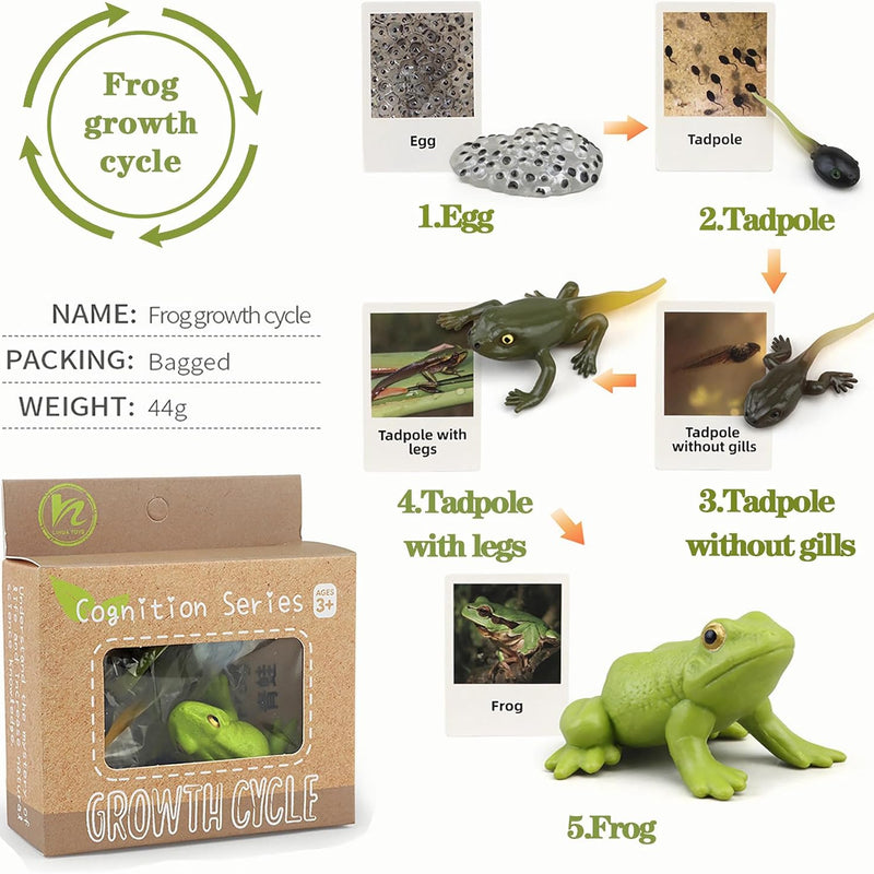 Montessori learning toys for kids, life cycle figurines, 3D objects, educational gift for 3-5 year olds
