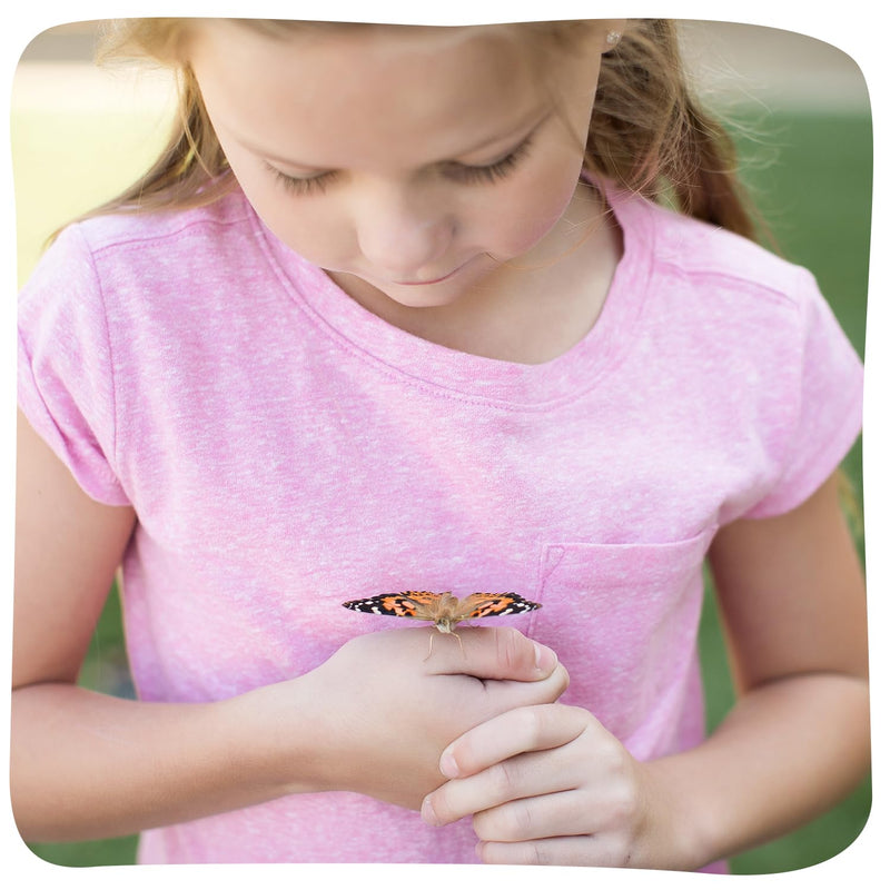 Insect Lore Painted Lady Caterpillars - Live Refill for Butterfly Garden Kit STEM Learning