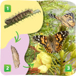 Insect Lore Painted Lady Butterfly Garden with 10 Live Baby Caterpillars and STEM Journal