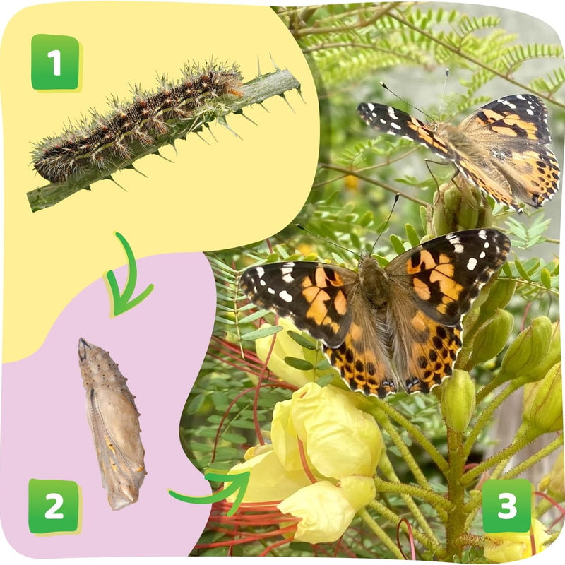 Insect Lore Painted Lady Butterfly Garden with 10 Live Baby Caterpillars and STEM Journal