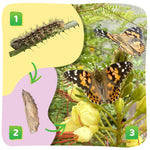 Insect Lore Painted Lady Caterpillars - Live Refill for Butterfly Garden Kit STEM Learning