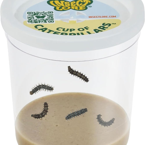 Insect Lore Painted Lady Caterpillars Refill Kit - 5 Live Caterpillars with Food
