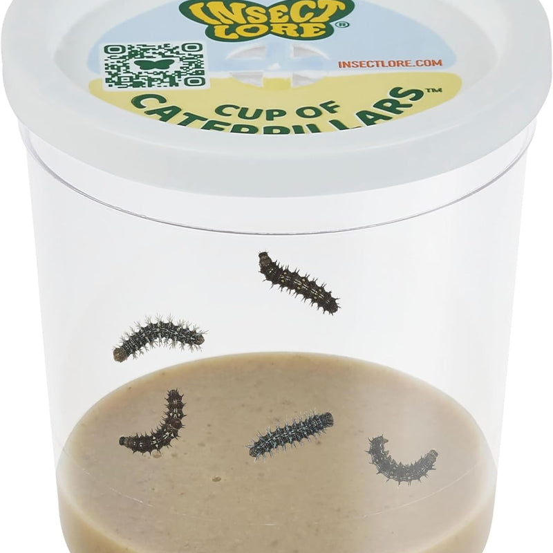 Insect Lore Painted Lady Caterpillars Refill Kit - 5 Live Caterpillars with Food