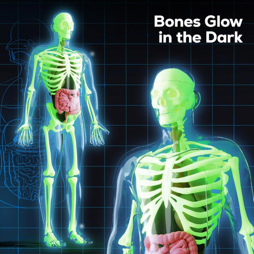 GobiDex 40-Piece Anatomy Figure, Glow-in-the-Dark Bones, STEM Educational Toy for Kids Ages 8+
