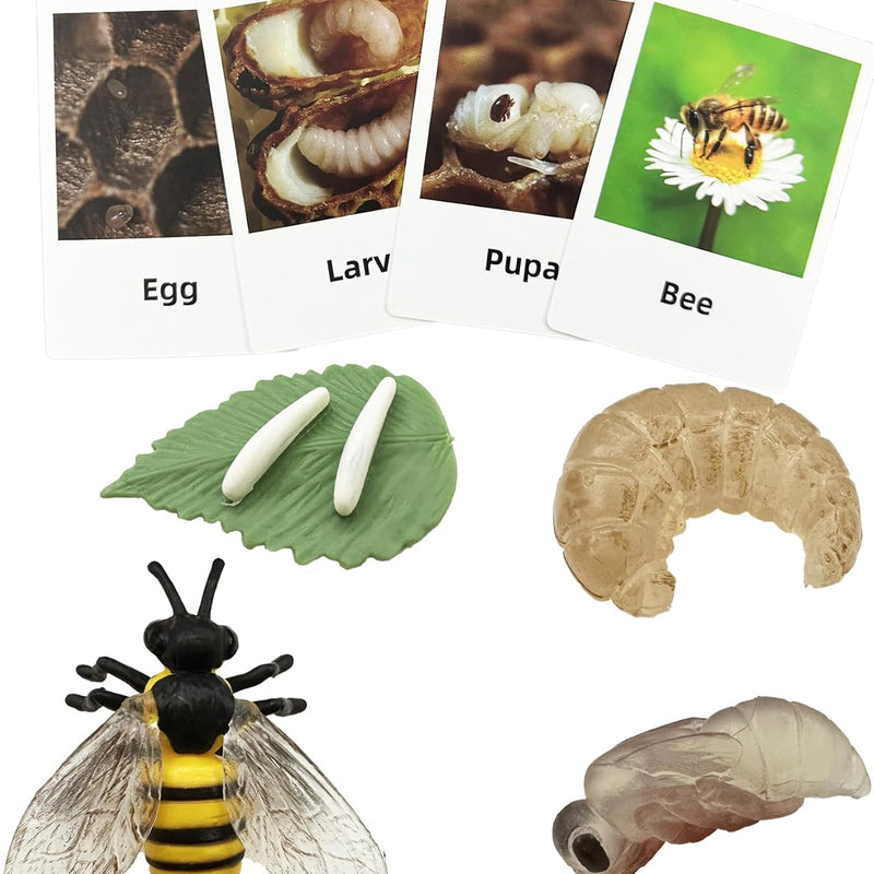 Montessori learning toys for kids, life cycle figurines, 3D objects, educational gift for 3-5 year olds