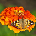 Insect Lore Painted Lady Caterpillars Refill Kit - 5 Live Caterpillars with Food