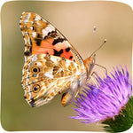 Insect Lore Painted Lady Butterfly Garden with 10 Live Baby Caterpillars and STEM Journal