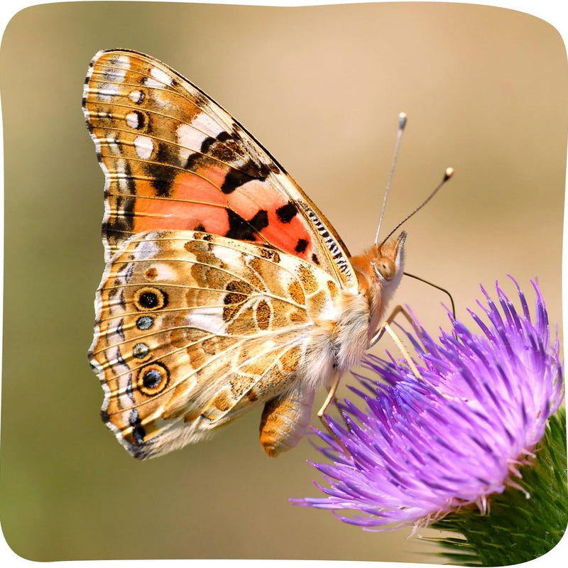 Insect Lore Painted Lady Butterfly Garden with 10 Live Baby Caterpillars and STEM Journal