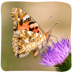 Insect Lore Painted Lady Caterpillars - Live Refill for Butterfly Garden Kit STEM Learning