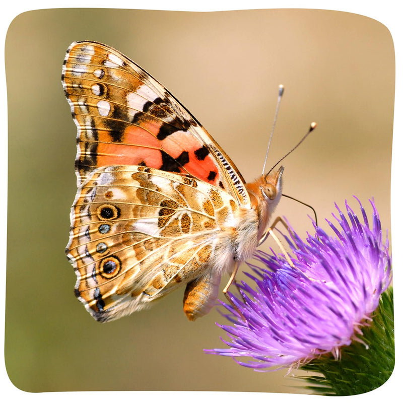 Insect Lore Painted Lady Caterpillars - Live Refill for Butterfly Garden Kit STEM Learning