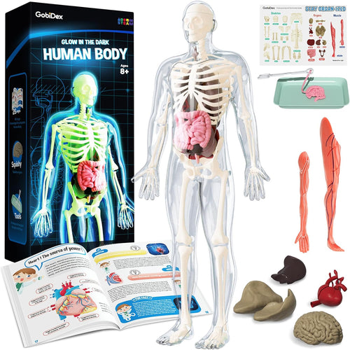 GobiDex 40-Piece Anatomy Figure, Glow-in-the-Dark Bones, STEM Educational Toy for Kids Ages 8+