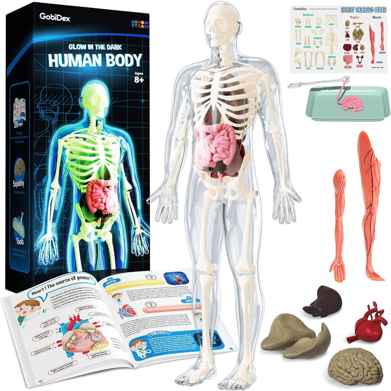 GobiDex 40-Piece Anatomy Figure, Glow-in-the-Dark Bones, STEM Educational Toy for Kids Ages 8+
