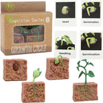 Montessori learning toys for kids, life cycle figurines, 3D objects, educational gift for 3-5 year olds
