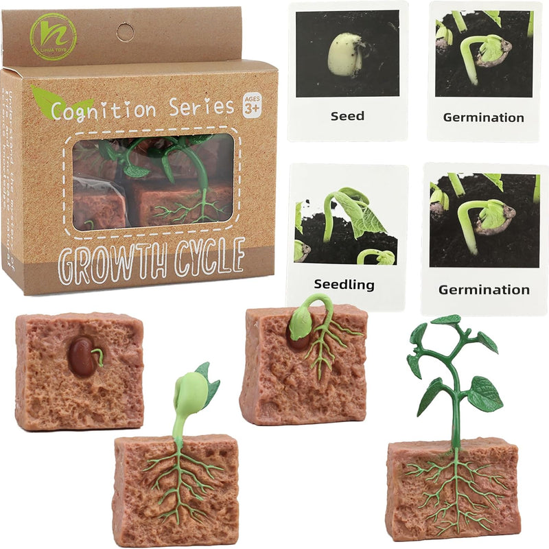 Montessori learning toys for kids, life cycle figurines, 3D objects, educational gift for 3-5 year olds