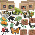 Montessori learning toys for kids, life cycle figurines, 3D objects, educational gift for 3-5 year olds