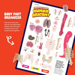 Dan&Darci Human Anatomy Squishy Body Model, STEM Toy for Kids Ages 4-8