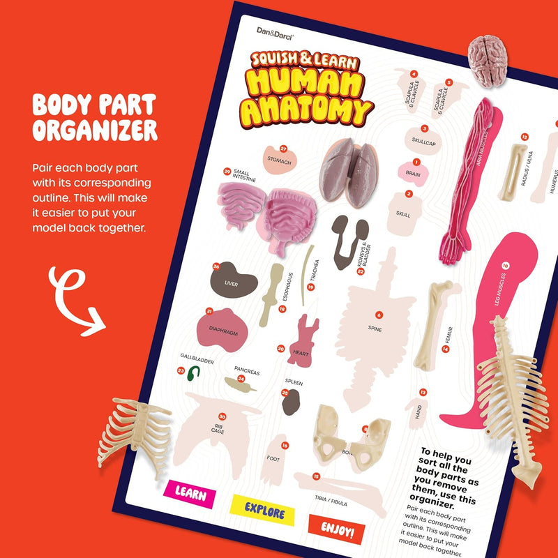 Dan&Darci Human Anatomy Squishy Body Model, STEM Toy for Kids Ages 4-8