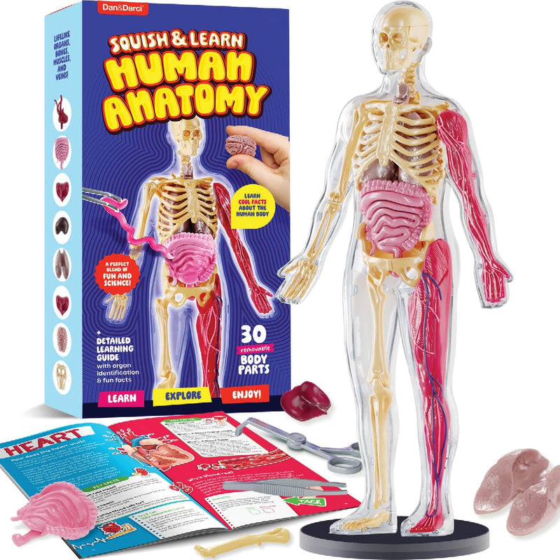 Dan&Darci Human Anatomy Squishy Body Model, STEM Toy for Kids Ages 4-8